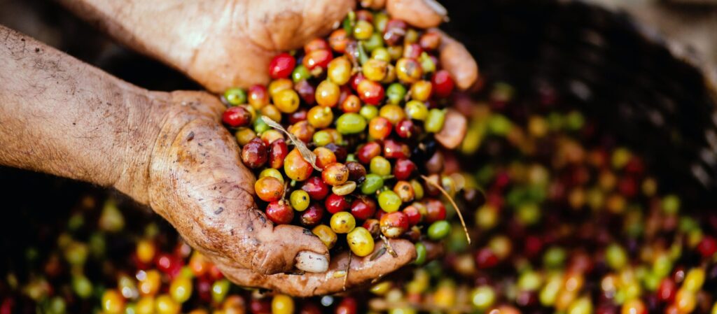 Man with a handful of Coffee bean fruit over a barrel